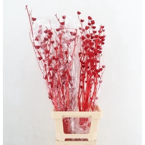 DF Lavatera Bs Red 120g
