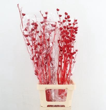 <h4>DF Lavatera Bs Red 120g</h4>