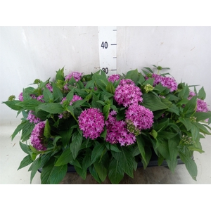 Pentas  'Graffiti Violet'