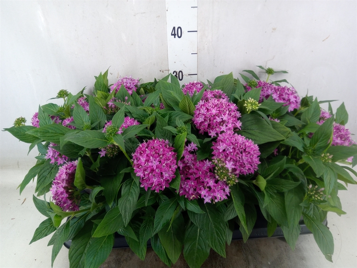 <h4>Pentas  'Graffiti Violet'</h4>