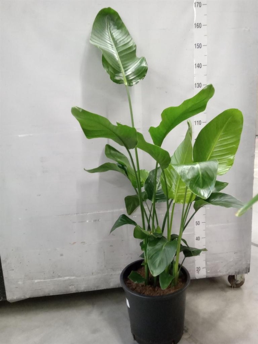 <h4>Strelitzia nicolai</h4>
