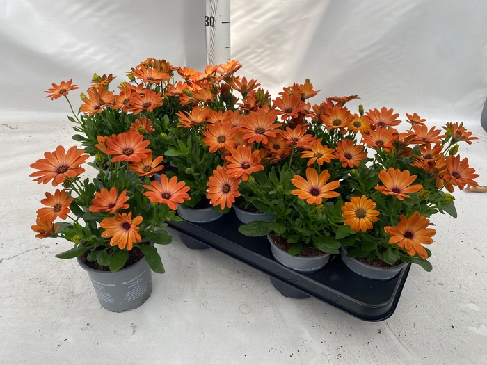 <h4>OSTEO FP ORANGE</h4>