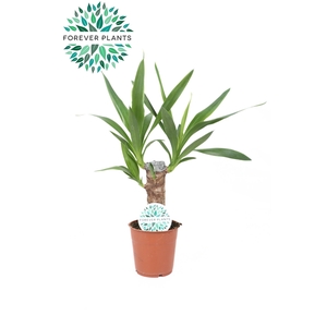 Yucca p12, 20 cm (2+ KOP)