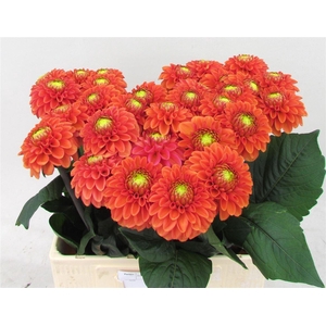 Dahlia Bright Orange