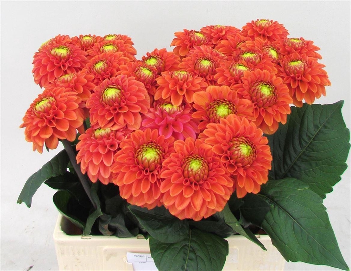 <h4>Dahlia Bright Orange</h4>