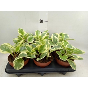 Peperomia obt. 'Variegata'