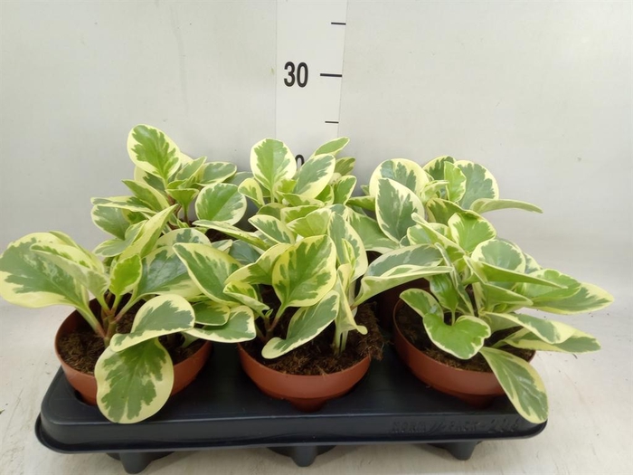 <h4>Peperomia obt. 'Variegata'</h4>