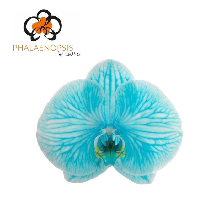 <h4>Phalaenopsis Light blue 10-14</h4>