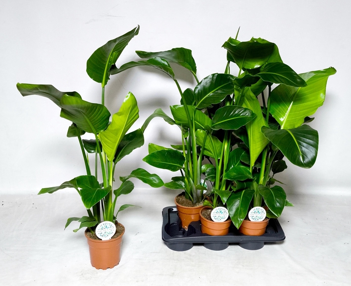 <h4>STRELITZIA NICOLAI</h4>