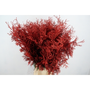 Coniferen Red Per Bunch