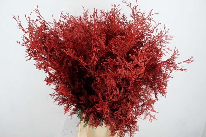 <h4>Coniferen Red Per Bunch</h4>