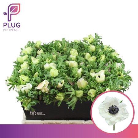 <h4>Anem Marianne Panda White</h4>