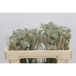 Anigozanthos Bush Diamond