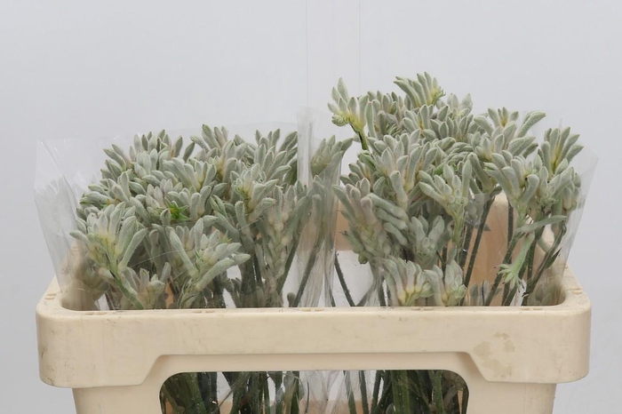 <h4>Kangaroo Paw Bush Diamond</h4>