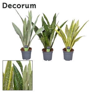 Sansevieria Aubrytniana Special Mix (Decorum)