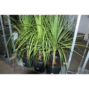 BEAUCARNEA RECURVATA TR3 25L