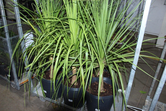 <h4>BEAUCARNEA RECURVATA TR3 25L</h4>