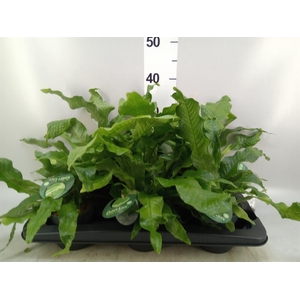 Microsorum musifolium 'Crocodyllus'