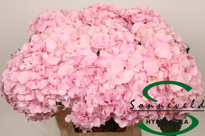 <h4>HYDR M CH VERENA</h4>