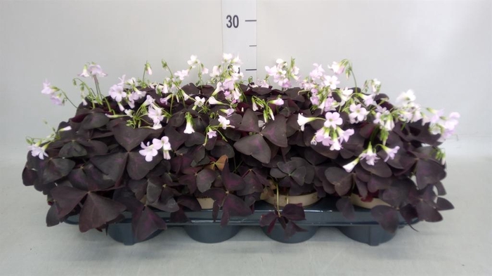 <h4>Oxalis trian.</h4>