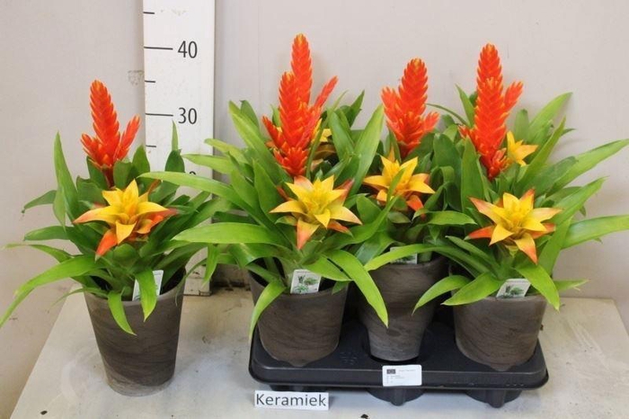 <h4>ARR BROMELIA</h4>