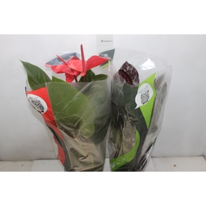 ANTHURIUM VARIADO P17