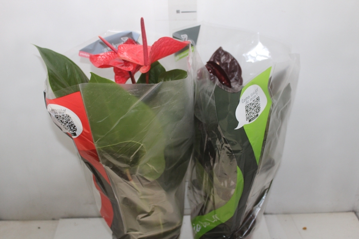 <h4>ANTHURIUM VARIADO P17</h4>
