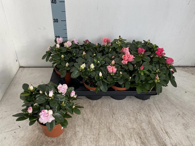 <h4>RHODO SI VOGEL GEM</h4>