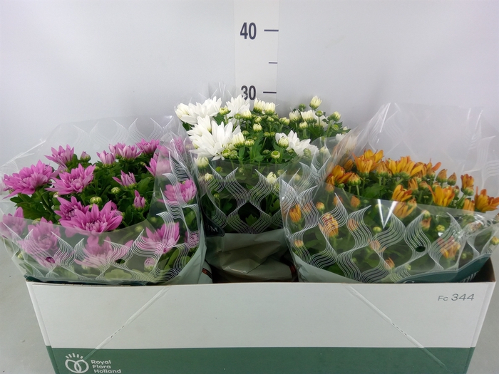 <h4>Chrysanthemum   ..mix 5</h4>