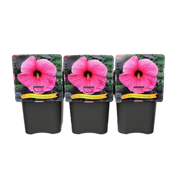 <h4>Hibiscus 'Royal Gem' C5</h4>