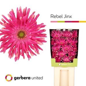 Gerbera Pasta Rebel Jinx Diamond