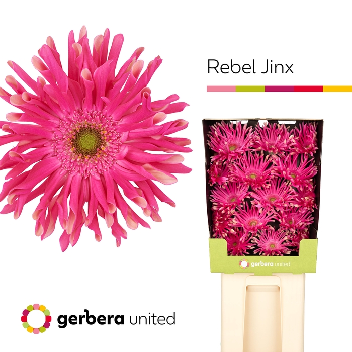 <h4>Gerbera Pasta Rebel Jinx Diamond</h4>