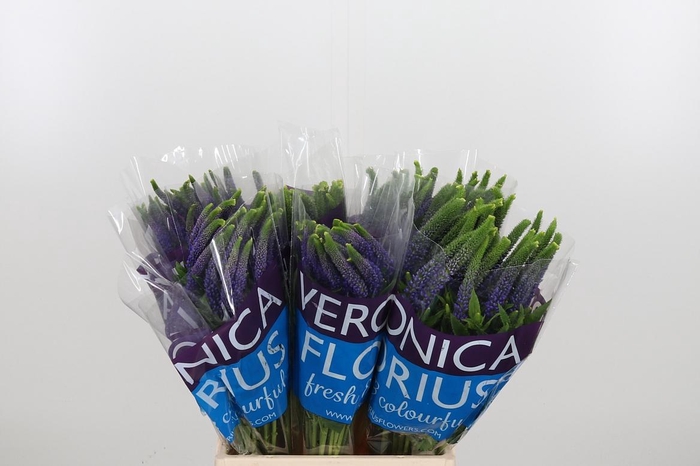 <h4>Veron Smart Diana</h4>