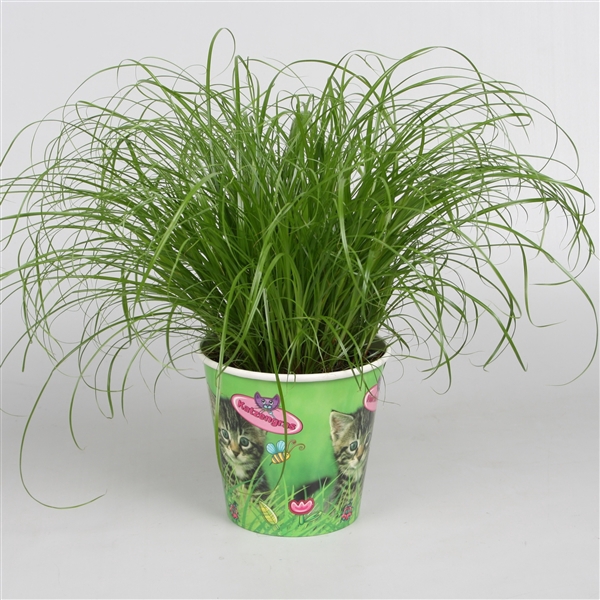 <h4>Cyperus alternifolius Zumula in kattenbeker</h4>