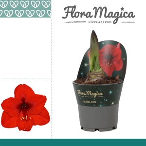Amaryllis Royal Red 2 knop OP in potkraag