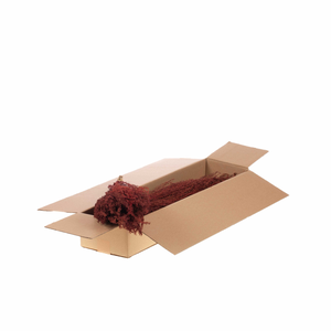 Solidago Plant Sb Red