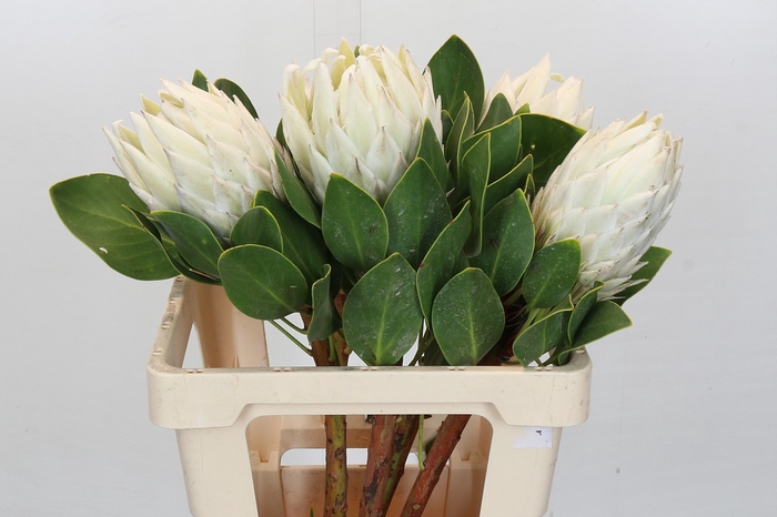 <h4>Protea Cyn. Ayoba Arctic Ice</h4>