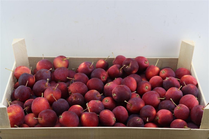 <h4>Sier Appels Red P Box</h4>