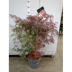 Acer palmatum 'Garnet'