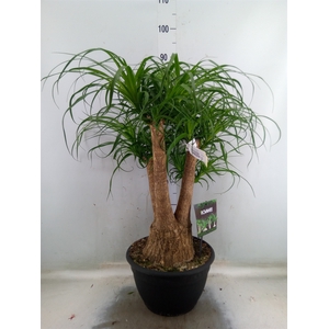 Beaucarnea recurvata
