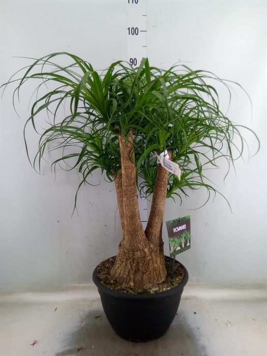 <h4>Beaucarnea recurvata</h4>