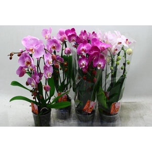 PHAL EL CASCADE