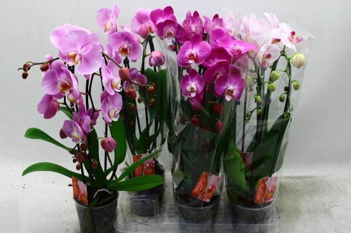 <h4>PHAL EL CASCADE</h4>
