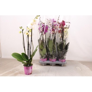 PHAL GEM