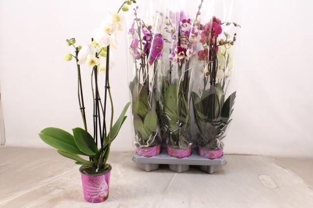 <h4>PHAL GEM</h4>