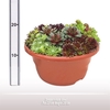 Sempervivum schaal