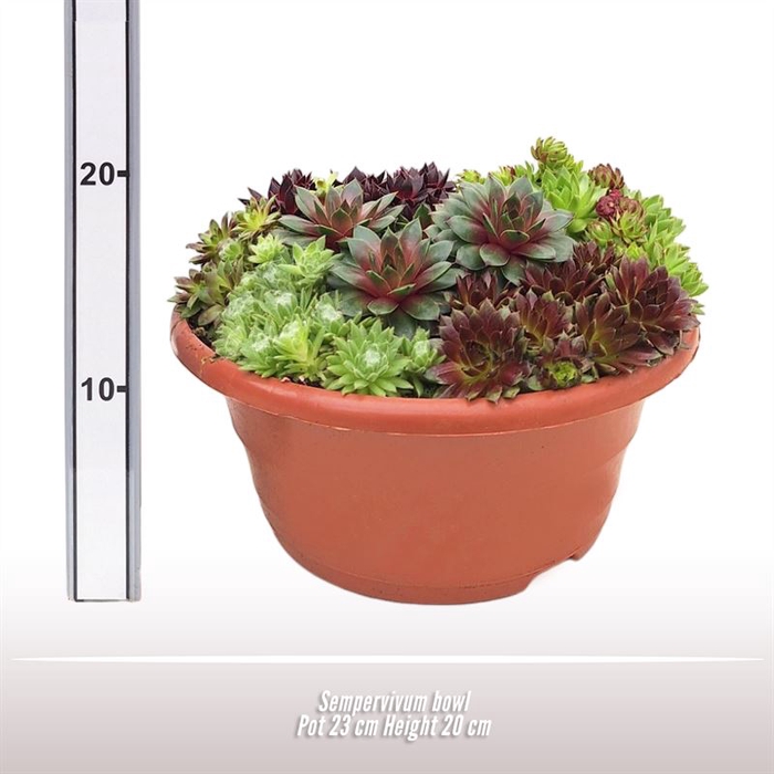 <h4>Sempervivum schaal</h4>
