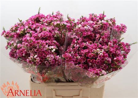 <h4>Chame Ninas Delight</h4>