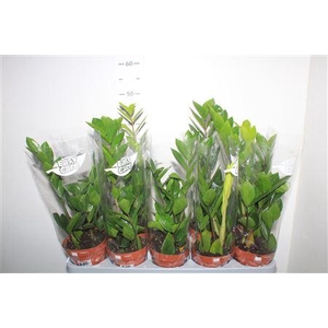 Zamio Zamiifolia 2-3