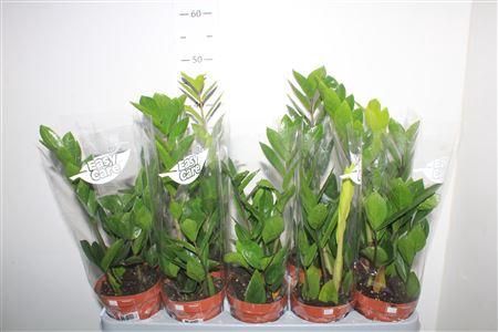 Zamio Zamiifolia 2-3
